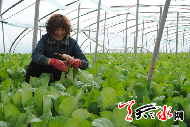 甘谷 鋼架大棚架起菜農增收夢